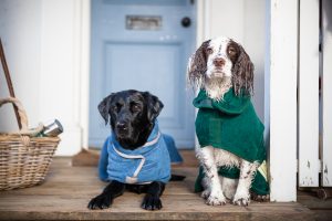 dogs in drying coats