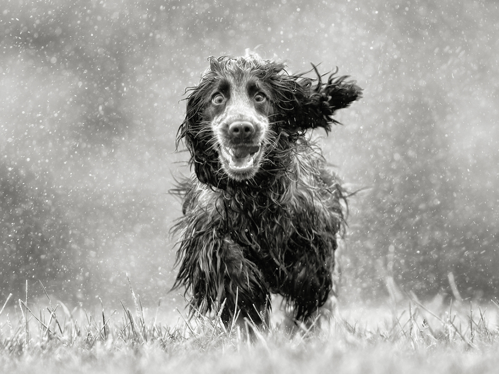 Your Survival Guide For Walking A Dog In Rainy Weather