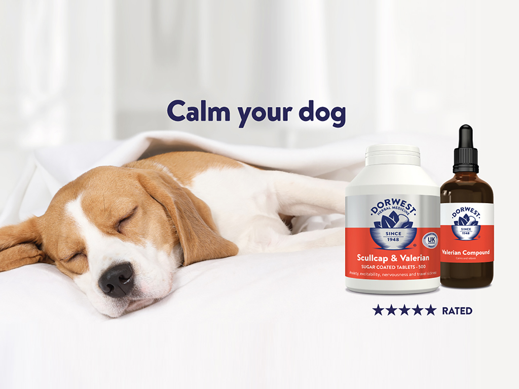 Support Anxious Pets with Dorwest Herbs