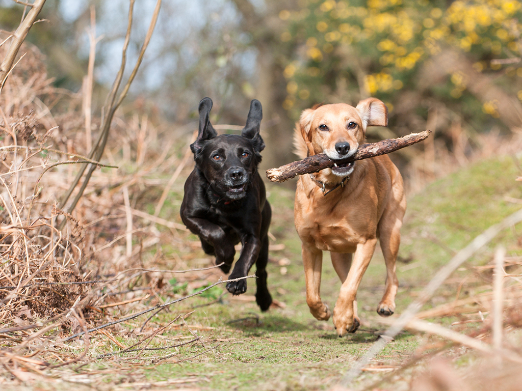 How To Care For Your Arthritic Dog In Colder Weather