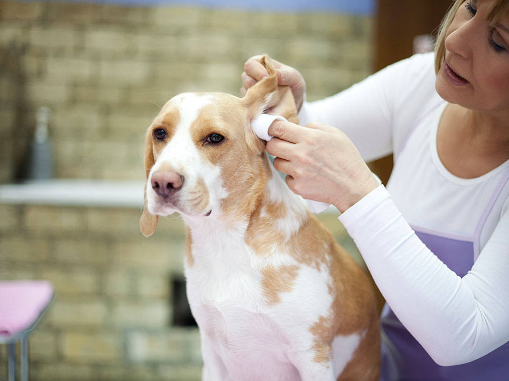 Clean Your Dog's Ears Without Chemicals