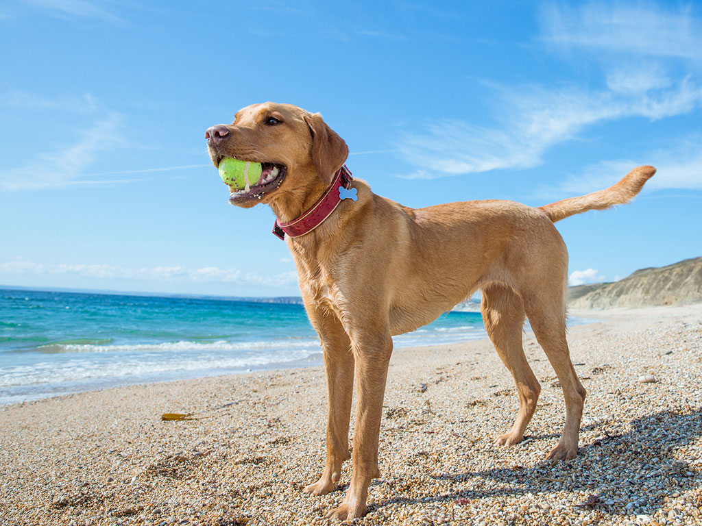 Can your dog sunburn? How to naturally protect your dog from the sun.