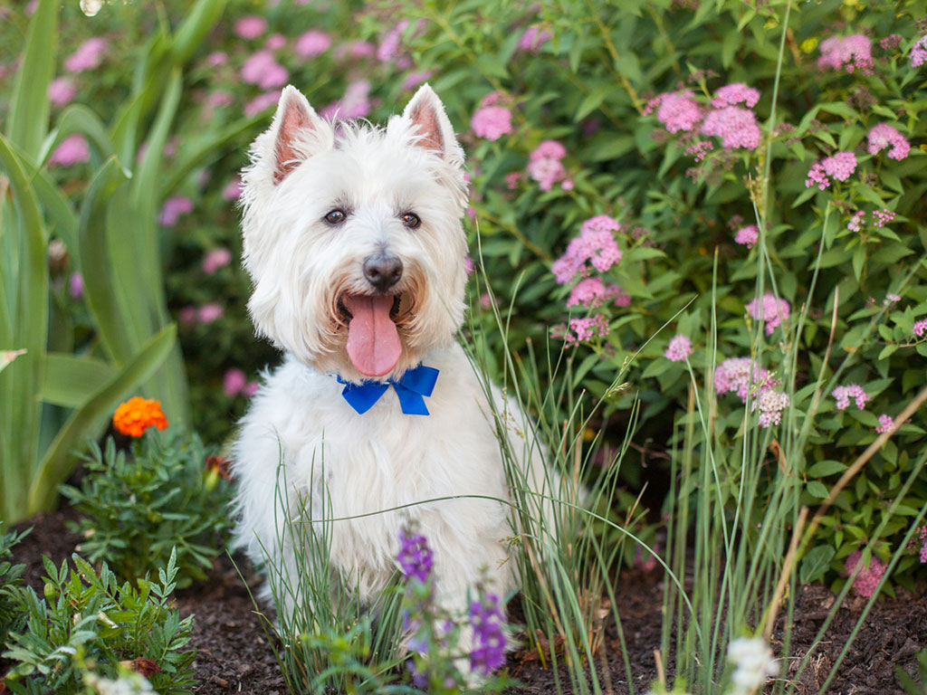 5 garden safety tips for dogs this summer