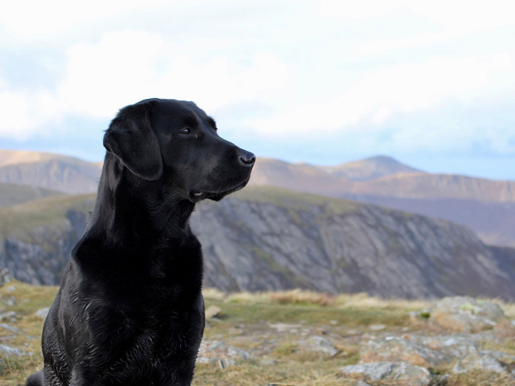 Black labrador Dog in the Mountains