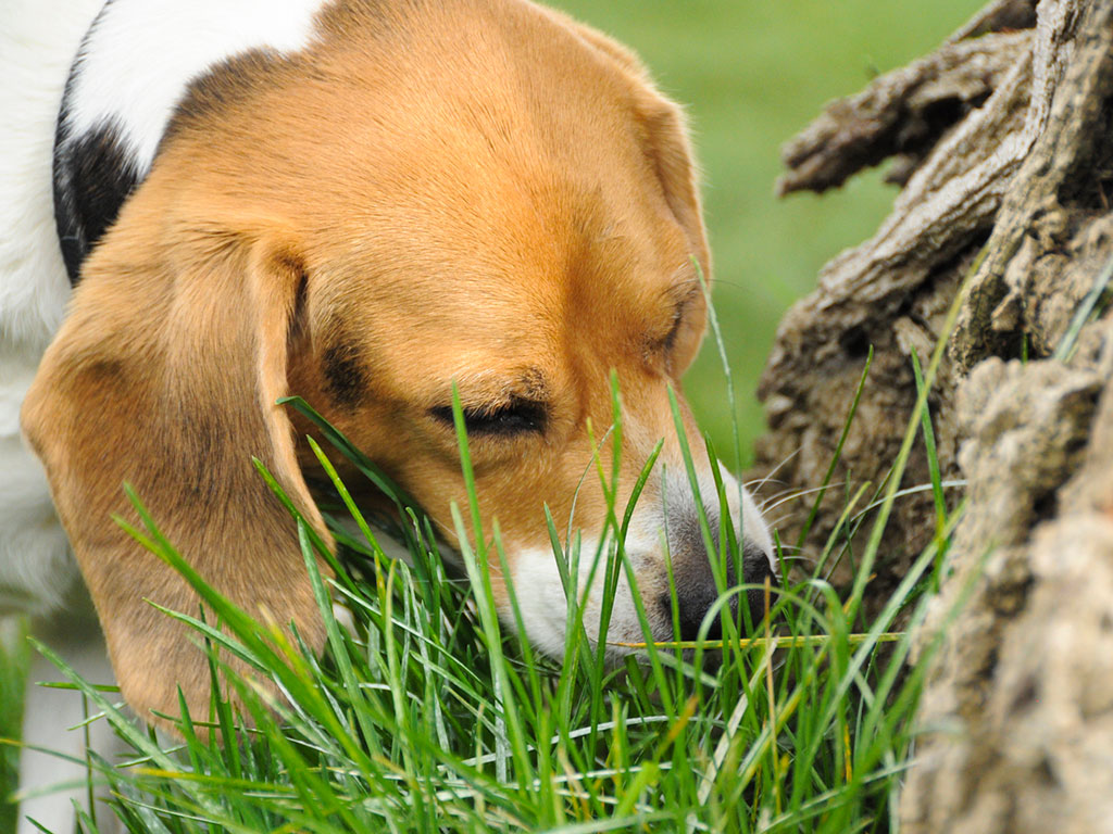 My Dogs Keeps Eating Grass / Soil - What is the Problem? By Vince the Vet