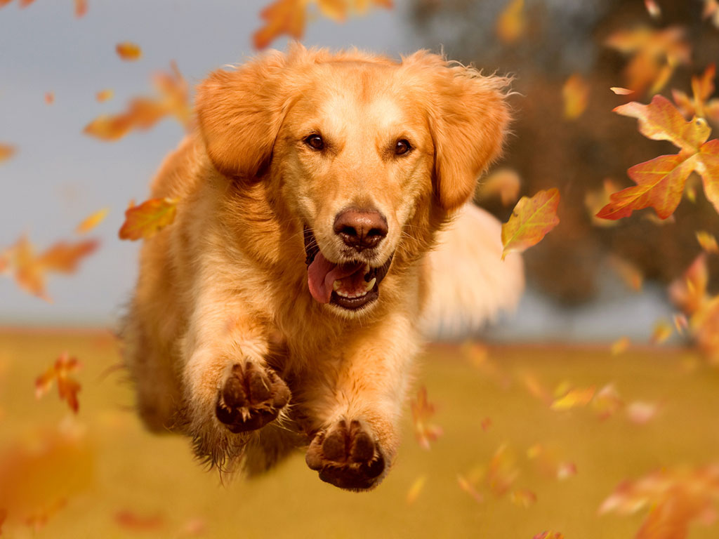 Top Dog Care Tips To Consider This Autumn