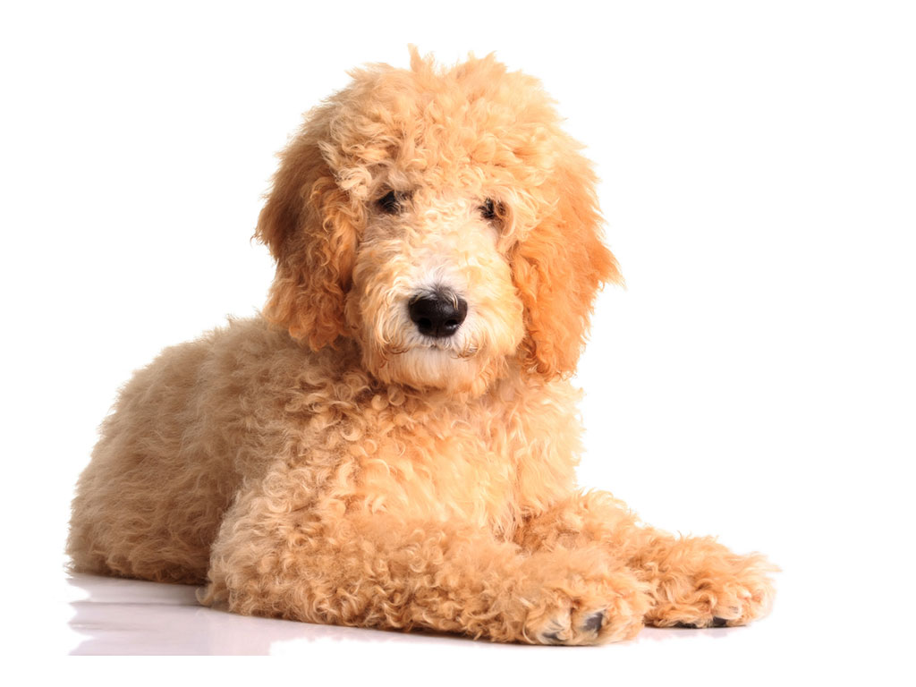 Matting in Dogs & Cats: How to Help!