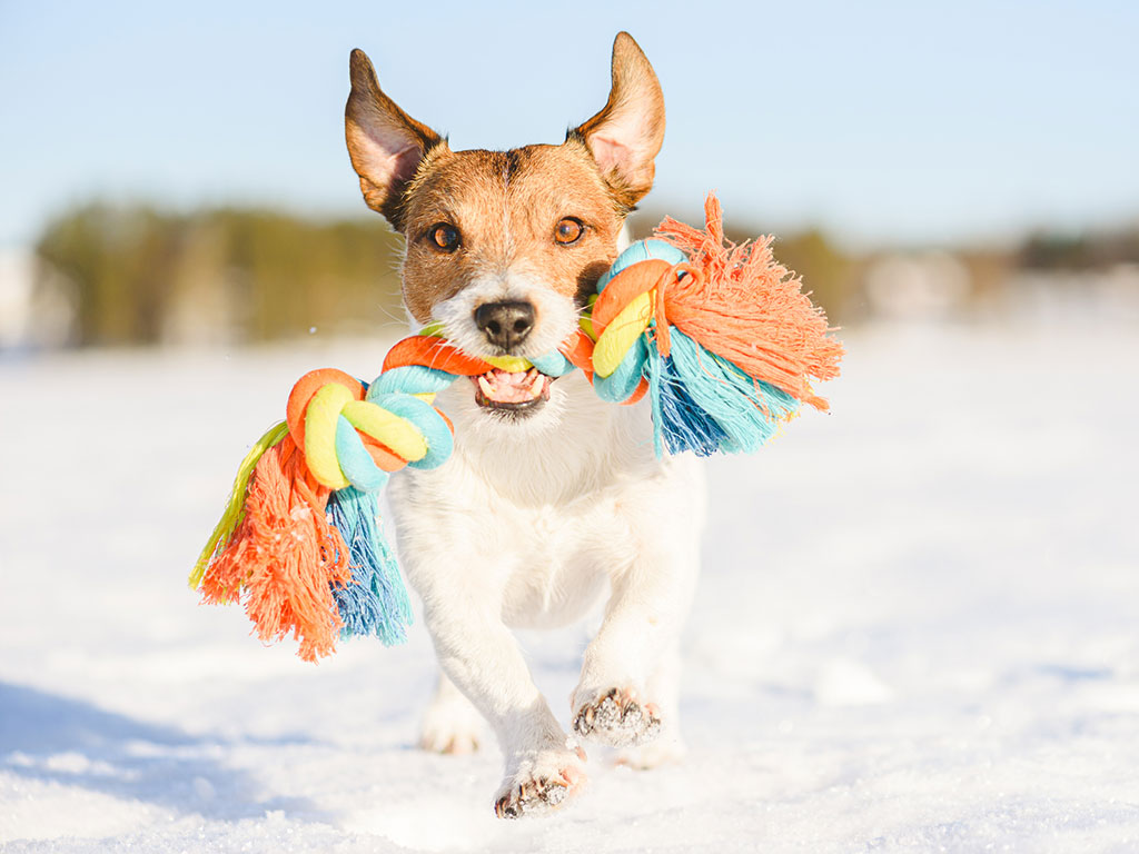 Essential Pet Paw Care Tips for the Winter Months!