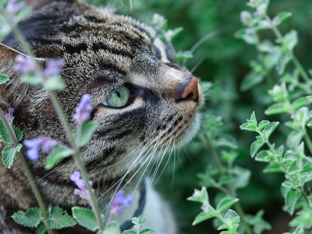 Catnip and Cats: The Hidden Benefits!