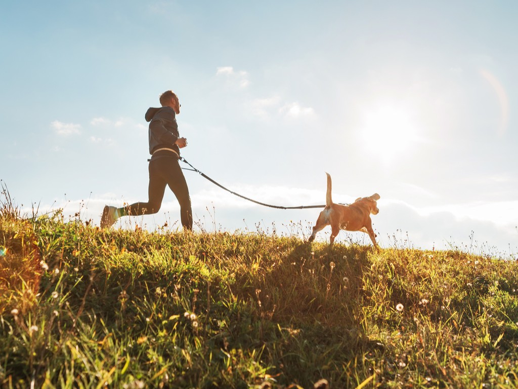 Man with dog doing canicross on a grassy landscape