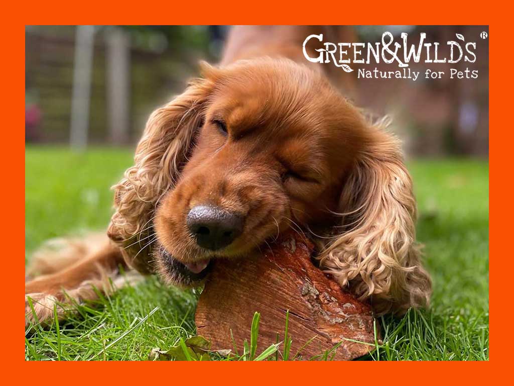 Dog Chewing a Green & Wild's Chewroot