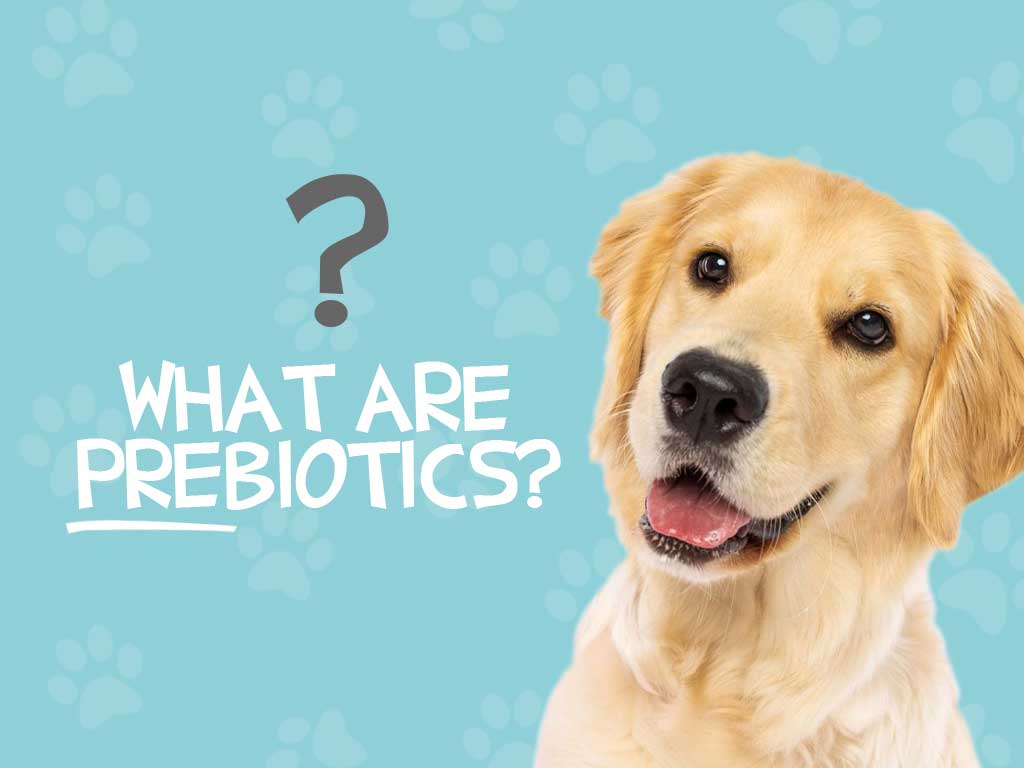 Dog asking the question What are prebiotics?