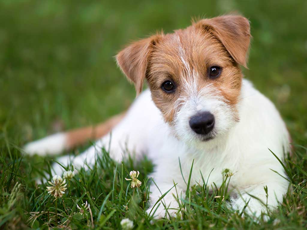 A puppy Jack Russell lying on the grass
