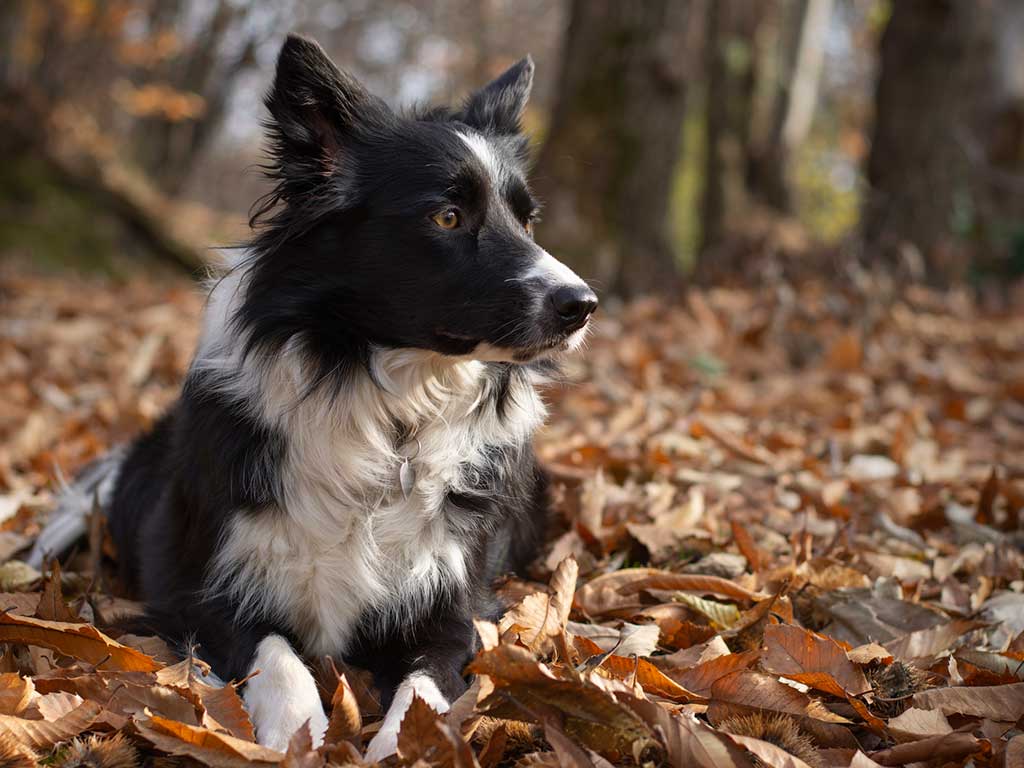 Collie Puppy lying on the ground on Autumn leaves