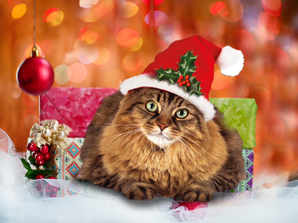 Top cat christmas hotsell