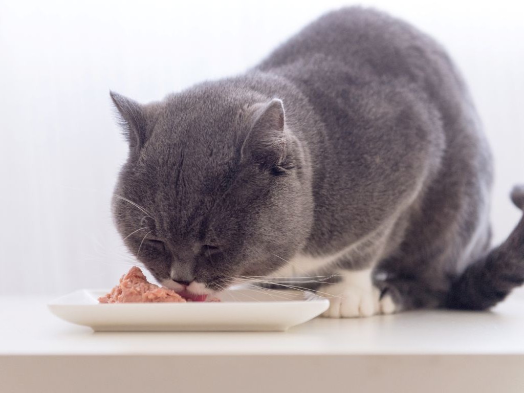 Grey cat eating food from dish