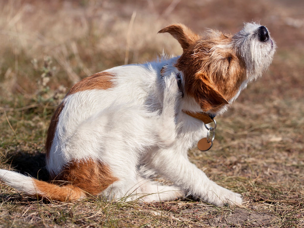 Spring Allergies and Itchy Skin in Dogs and Cats