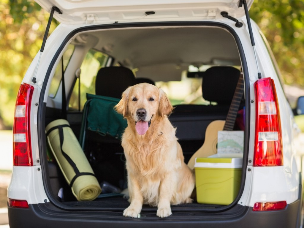 Golden retriever in car boot