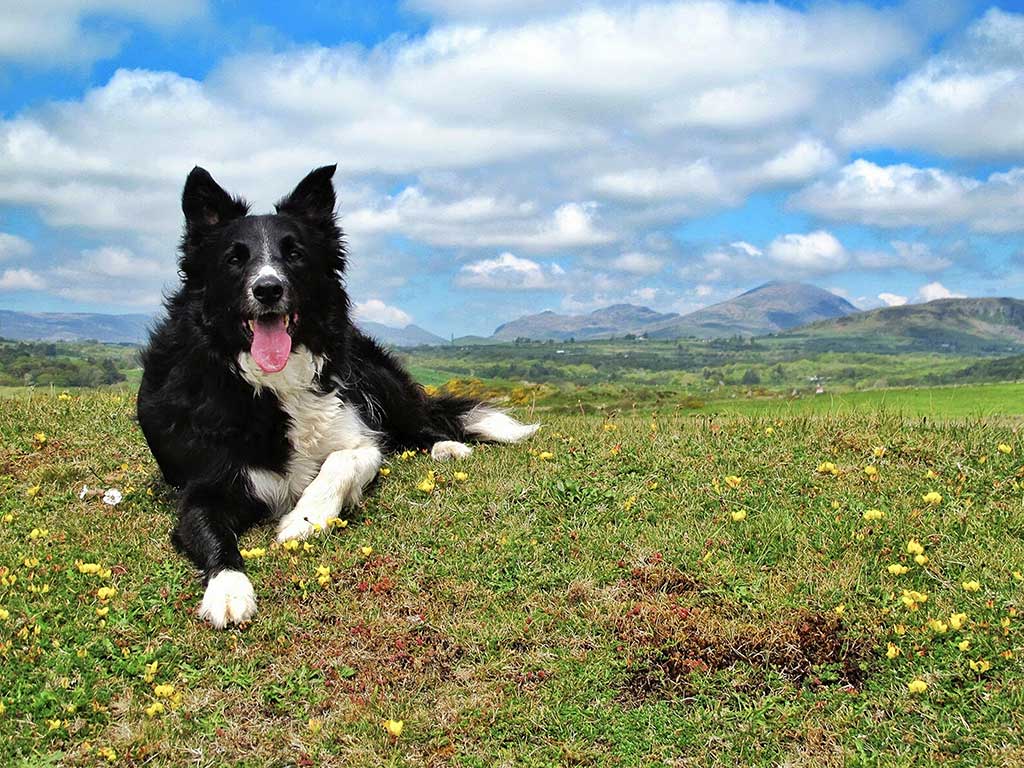 A border collie resting on the hill at Criccieth.