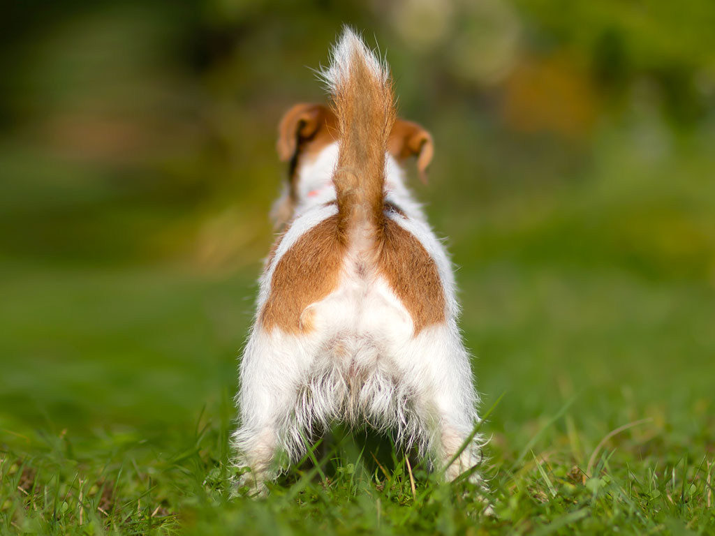 Dog showing his bottom and anal glands