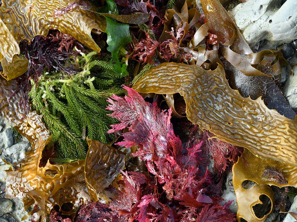 Brown (Phaeophyta), green (Chlorophyta) and red (Rhodophyta) seaweeds on the rocky shore of the Pacific Ocean at Kaioura, South Island, New Zealand.