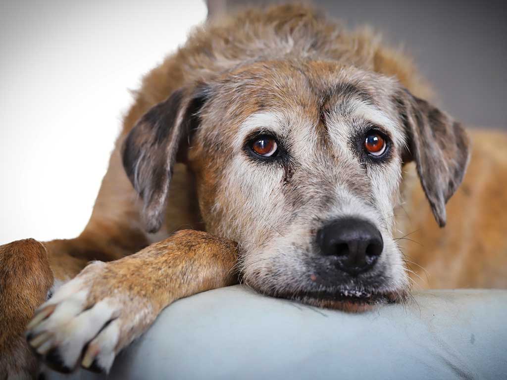 senior dog lying down