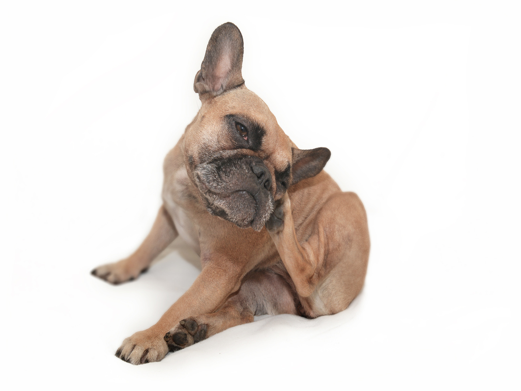 Dog Scratching