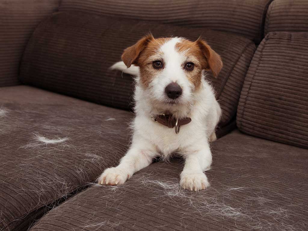 Dog on sofa with fur