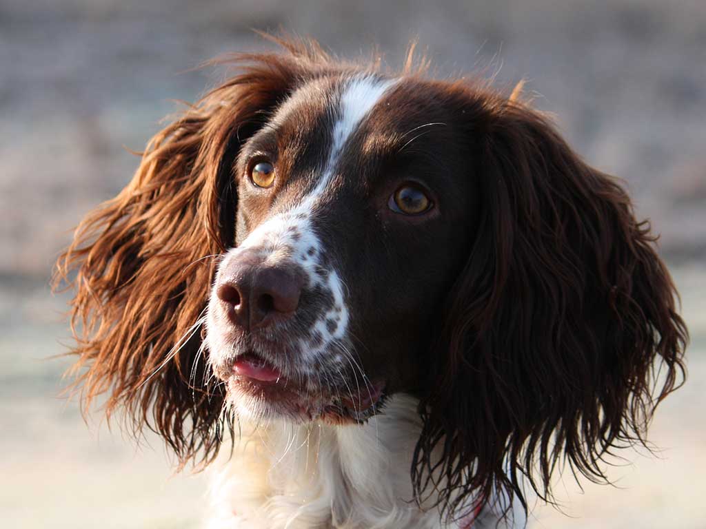 Spaniel with long ears