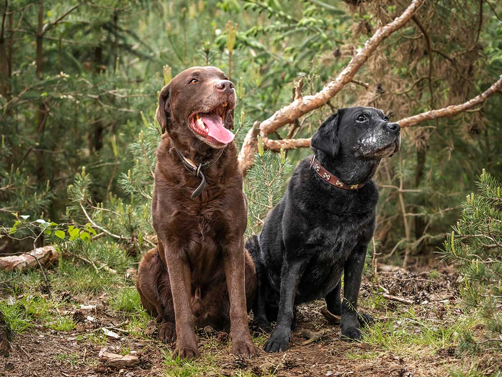 Two elderly dogs together in the woods