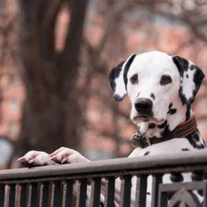 Dalmatian Dog