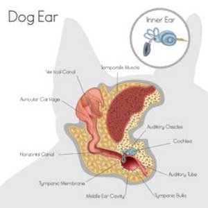Dog Inner Ear Canal