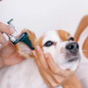 Lucaa Earcare- Dog's ear canal examined