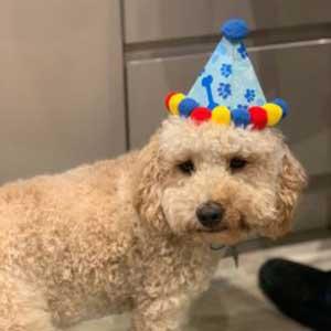 Dog