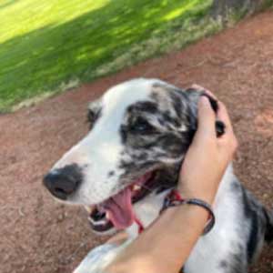 Lucaa Ear Care- Dog