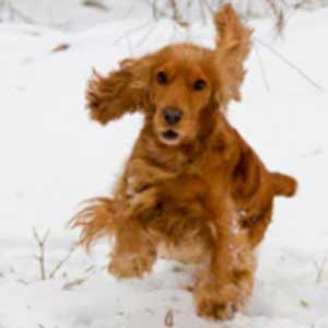 Dog in the snow