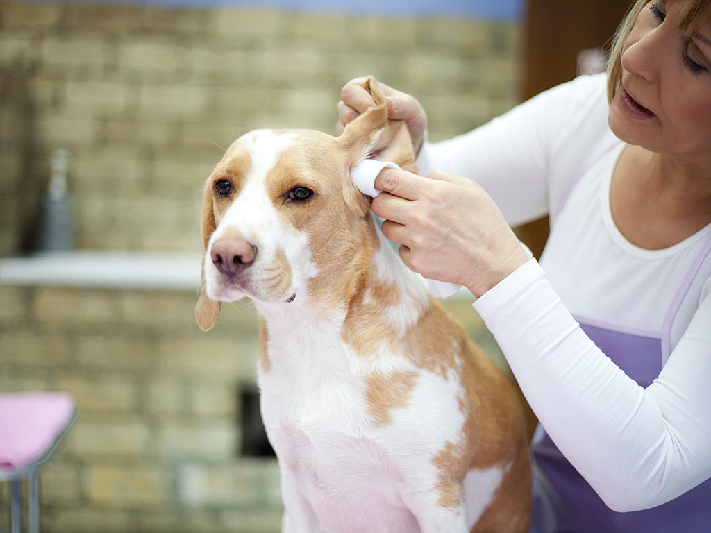 A dog having its ears cleaned