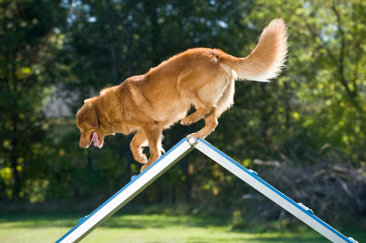 A golden retriever dog practicing agility