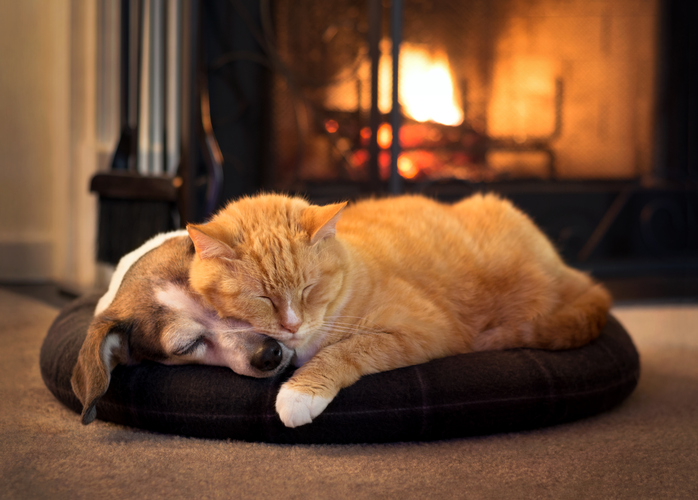 Dog and cat snuggling together by a fire
