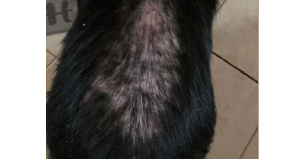 Dog with hairloss