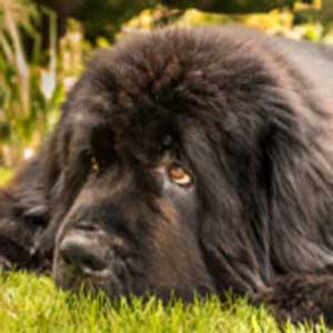 Newfoundland Dog
