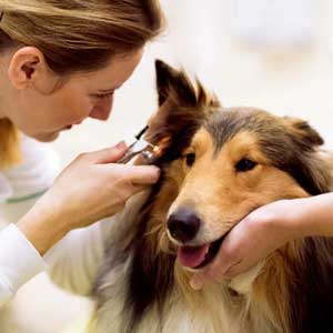 Lucaa Ear care- Vet examining dog's ear