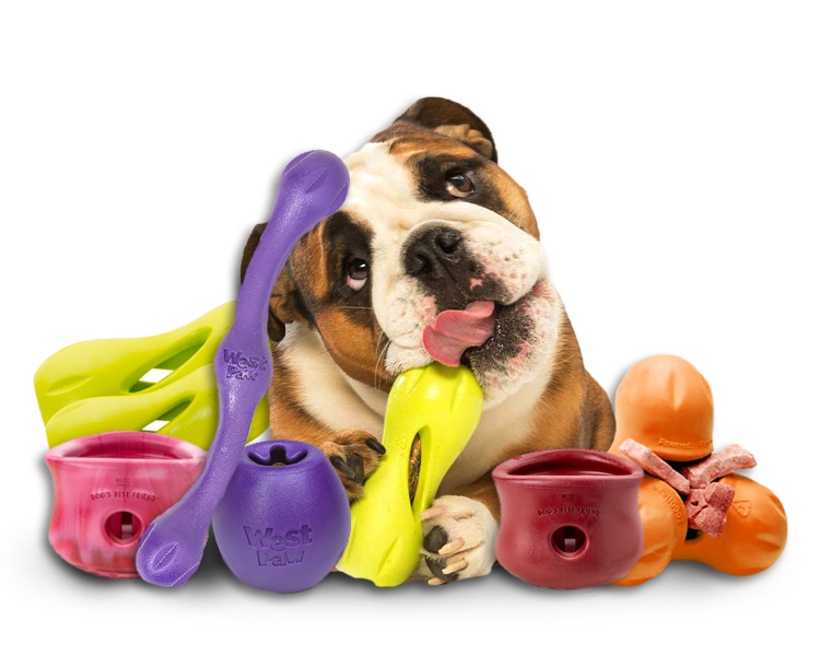 Dog with West Paw Dog Toys